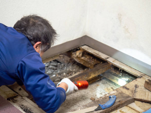 Best Mold Remediation for Specific Building Types in Georgetown, DE