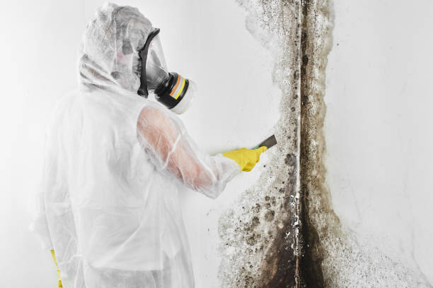 Best Post-Flood Mold Remediation in Georgetown, DE