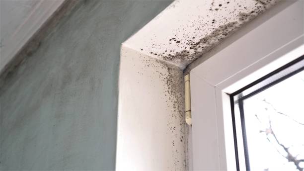 Best Crawl Space Mold Remediation in Georgetown, DE