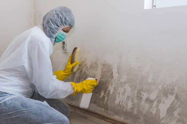 Best DIY Mold Remediation Support Services in Georgetown, DE