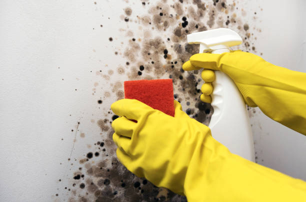 Best Health and Safety Mold Remediation in Georgetown, DE