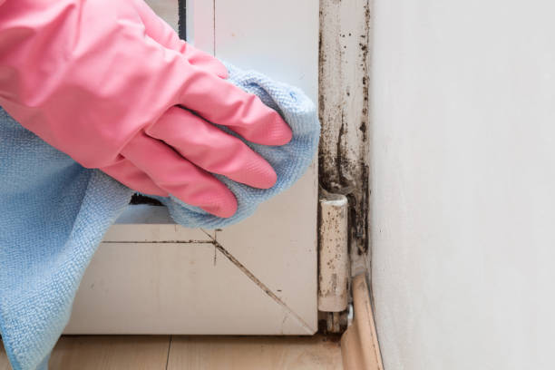 Best Bathroom Mold Remediation in Georgetown, DE